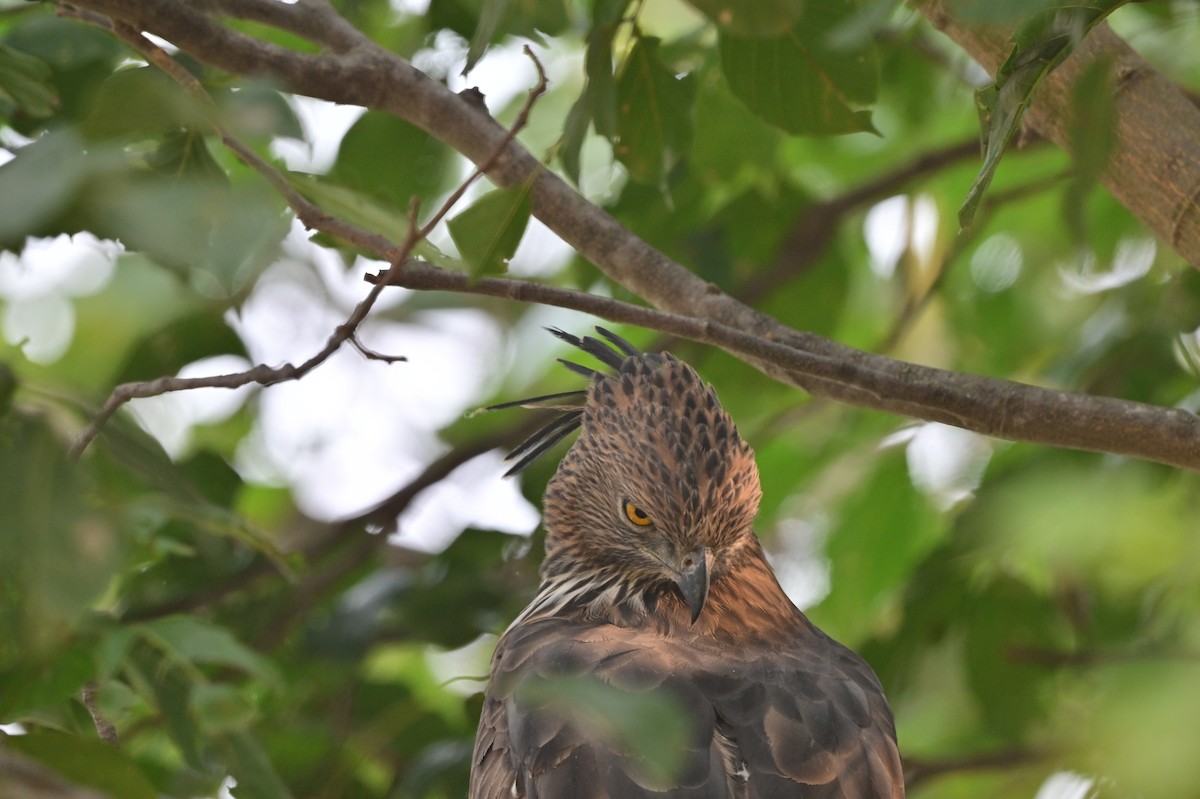 Changeable Hawk-Eagle - ML640139465