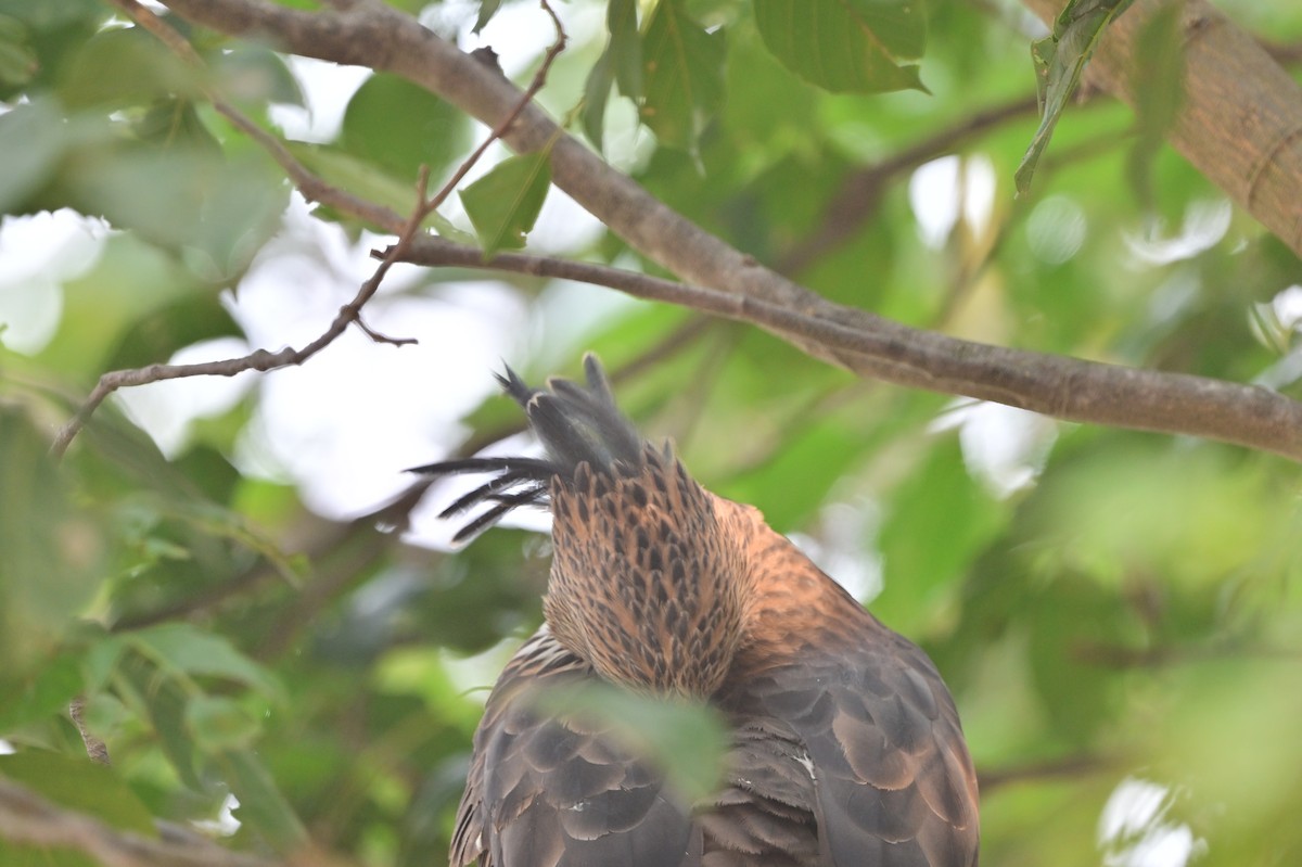 Changeable Hawk-Eagle - ML640139466