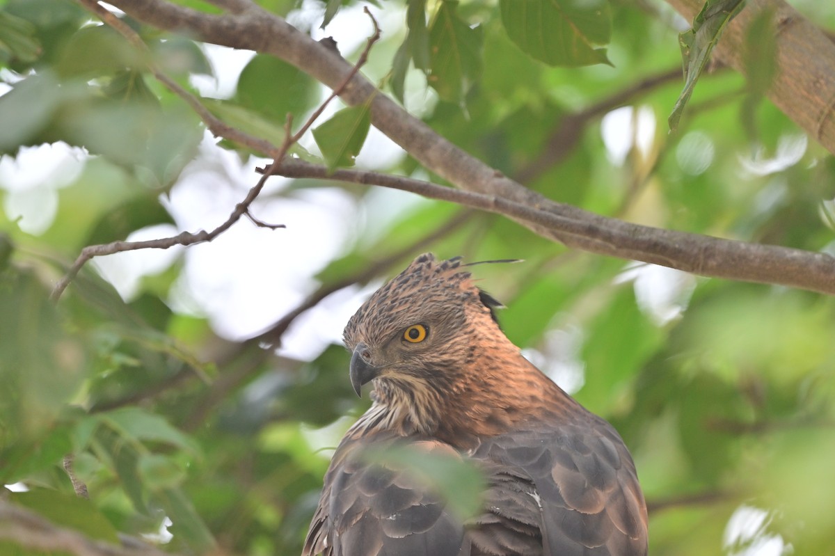 Changeable Hawk-Eagle - ML640139467