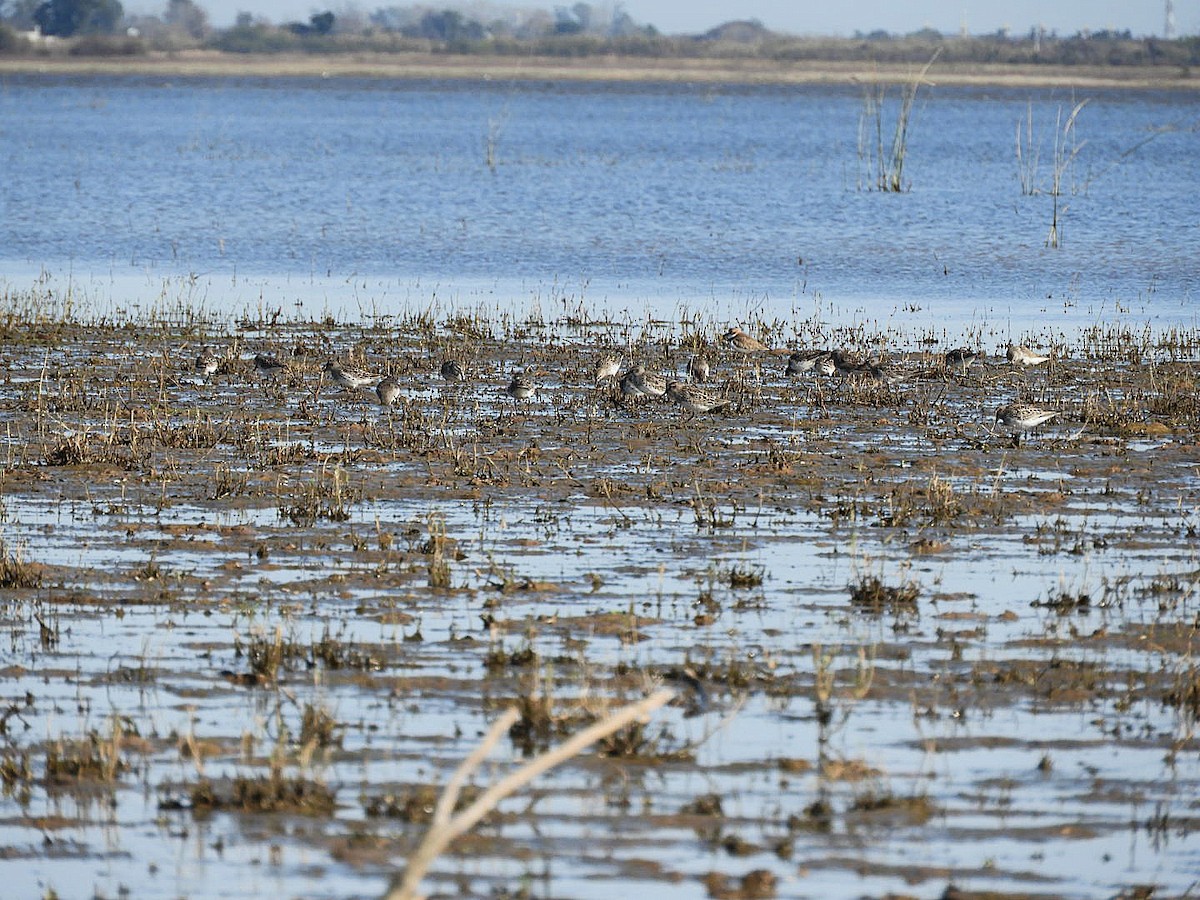 White-rumped Sandpiper - ML640139477