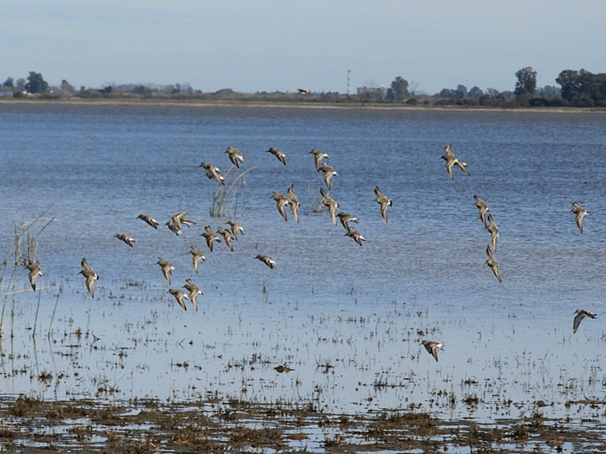 White-rumped Sandpiper - ML640139478