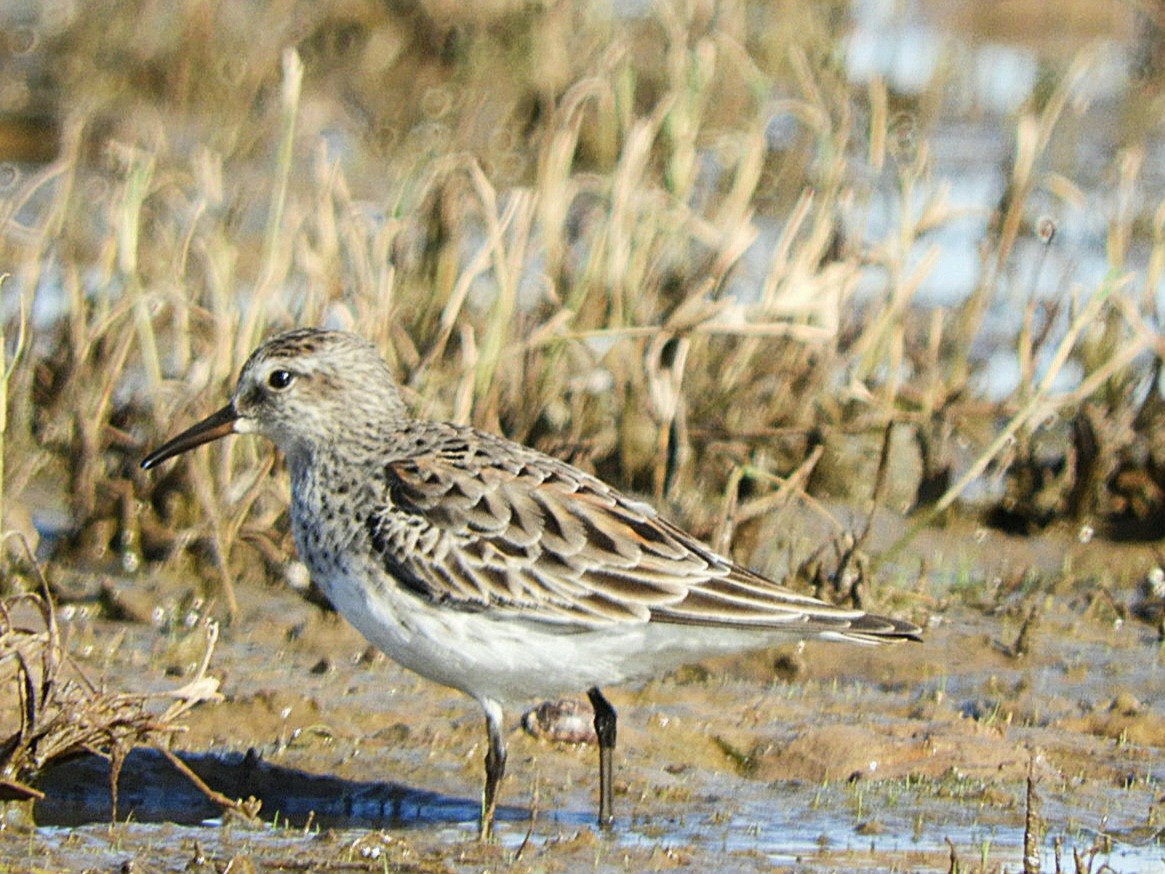 White-rumped Sandpiper - ML640139479