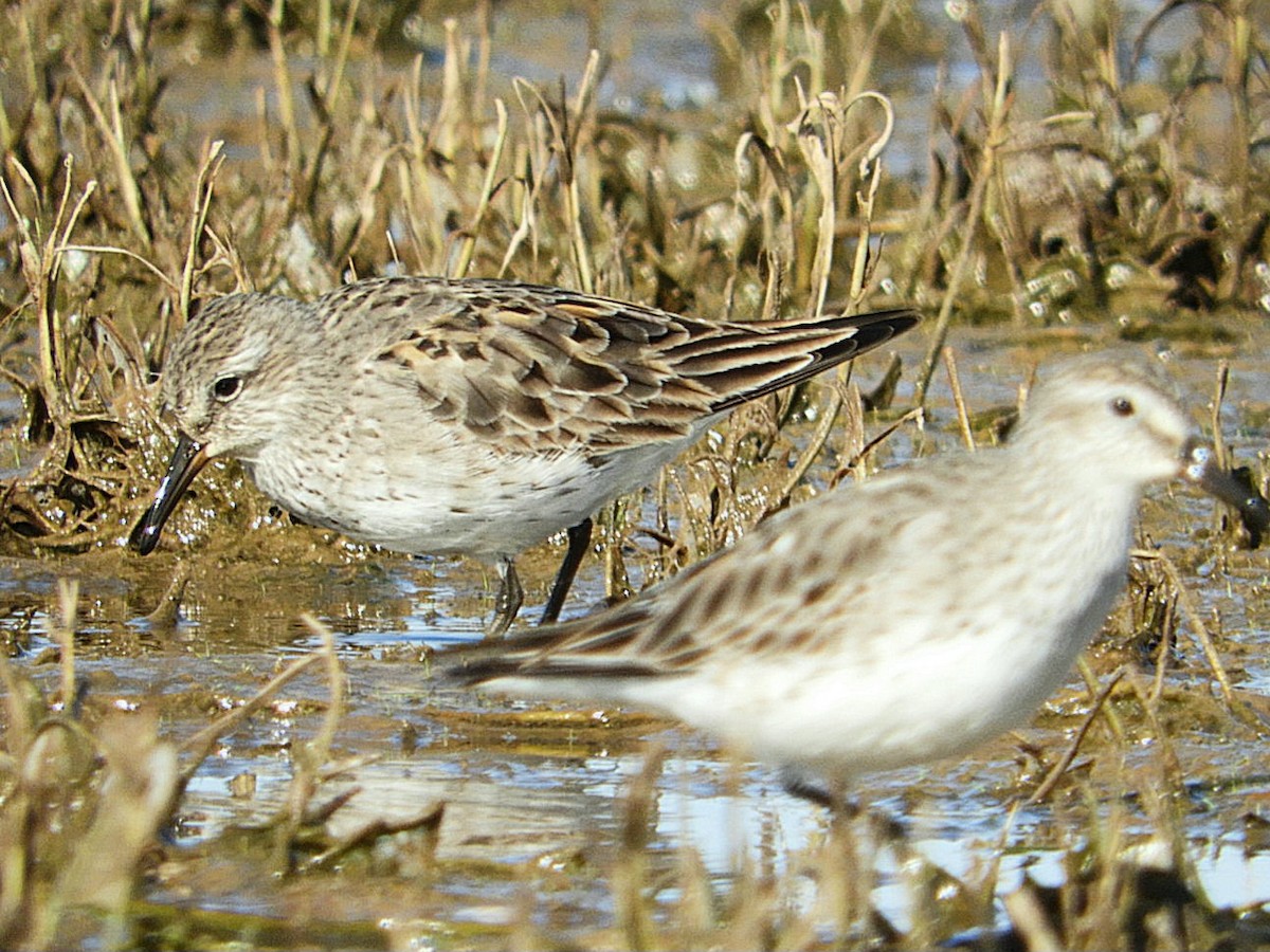 White-rumped Sandpiper - ML640139480