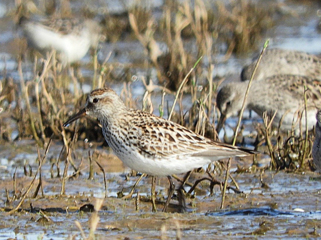 White-rumped Sandpiper - ML640139481