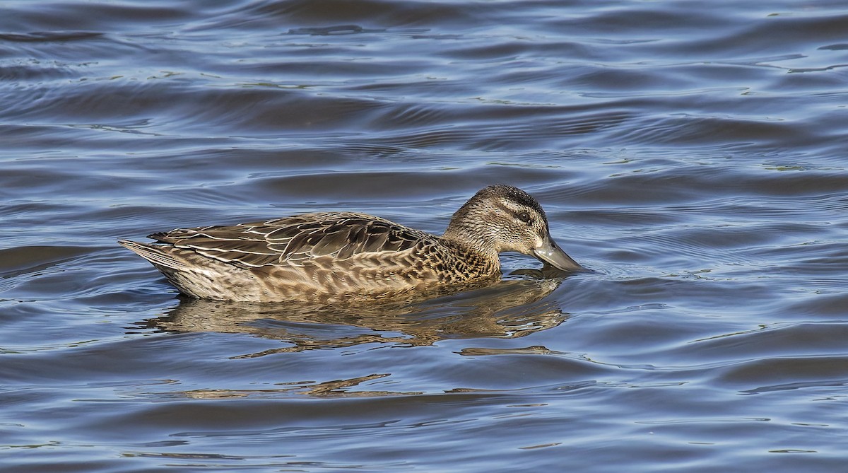 Garganey - ML640139487
