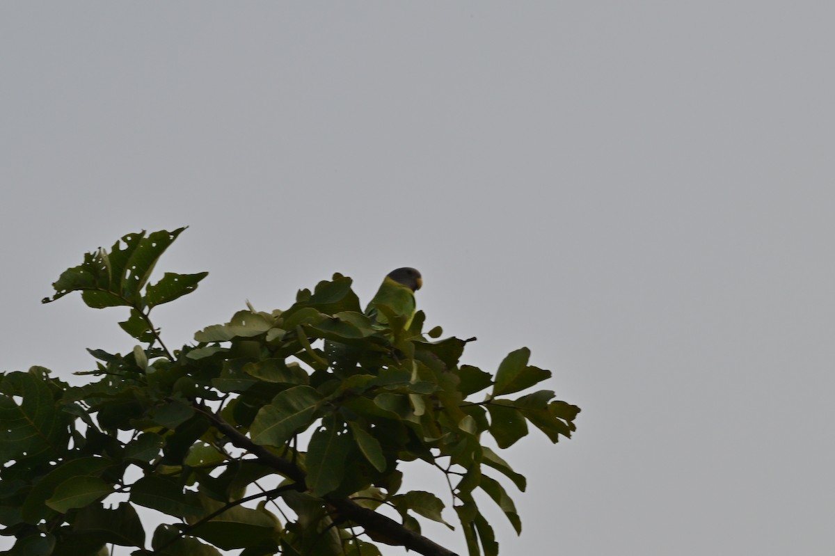 Plum-headed Parakeet - ML640139527