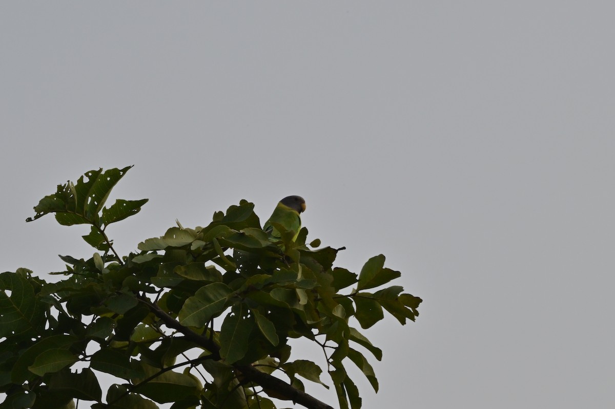 Plum-headed Parakeet - ML640139528