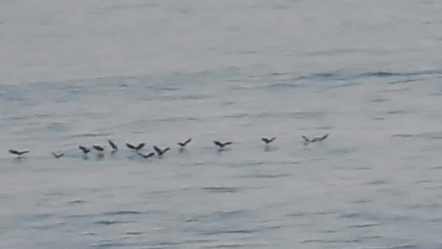 黃蹼洋海燕 - ML640139538