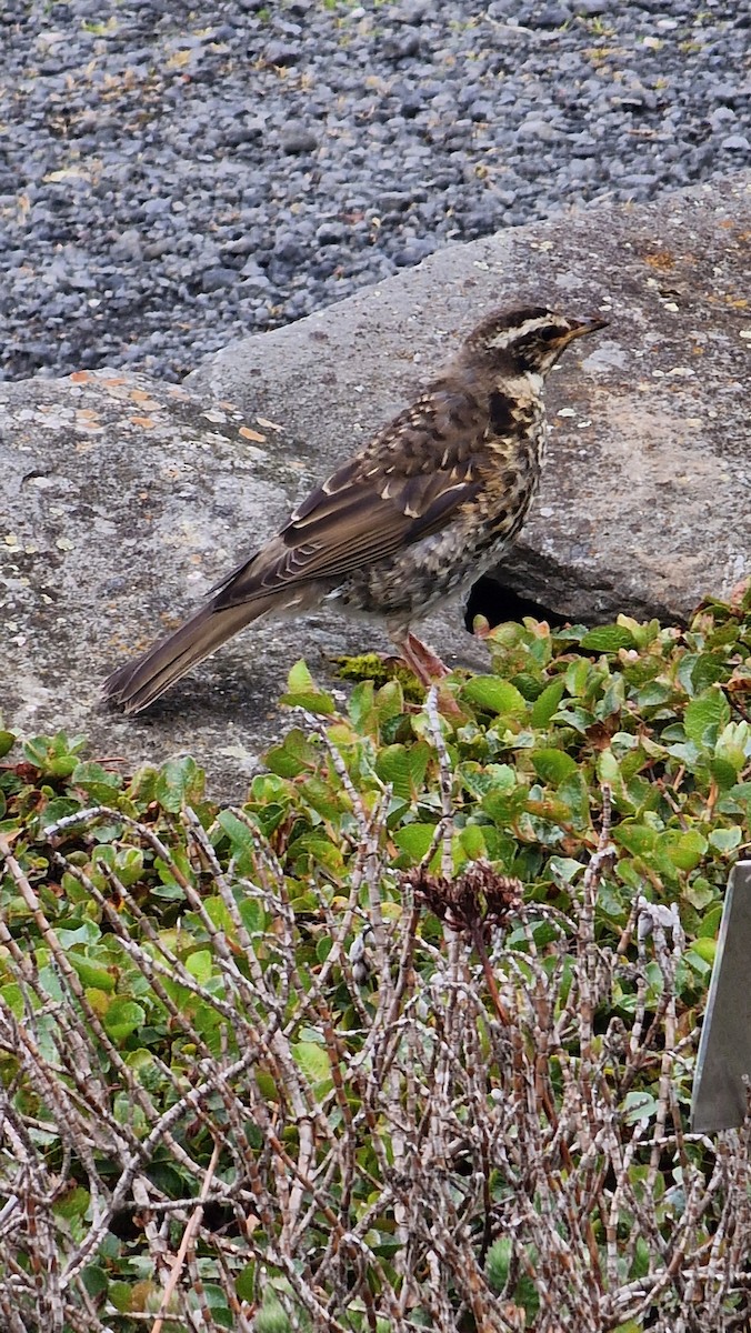 Redwing - ML640139552