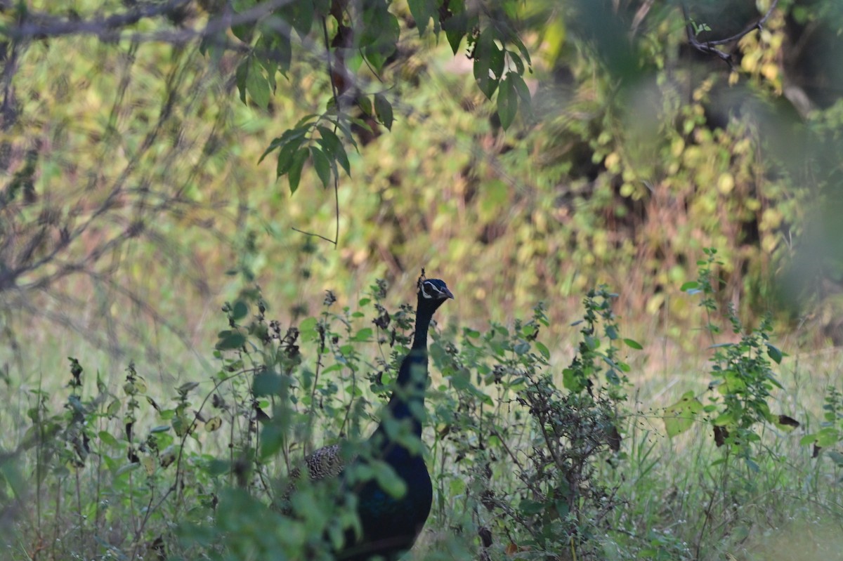 Indian Peafowl - ML640139556