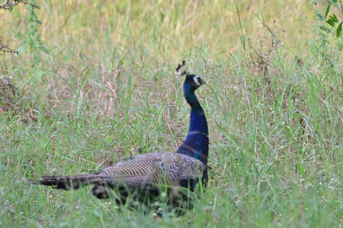 Indian Peafowl - ML640139557