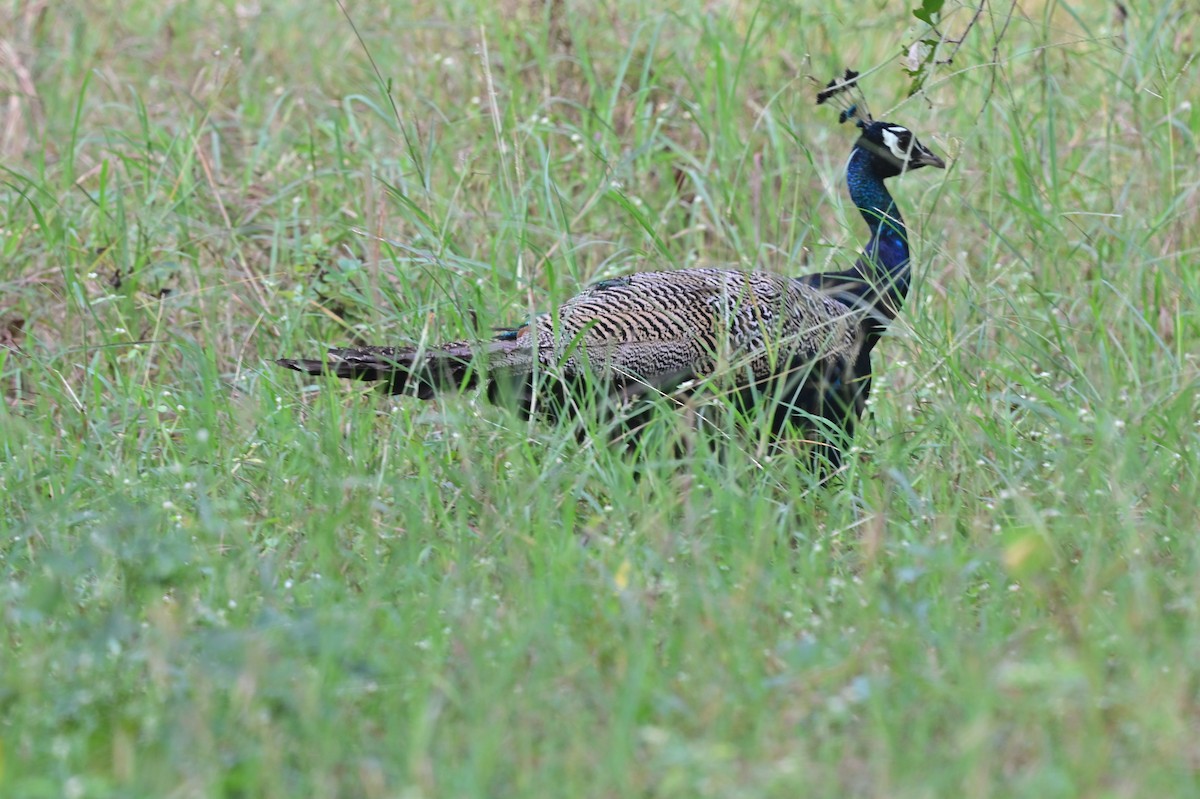 Indian Peafowl - ML640139559