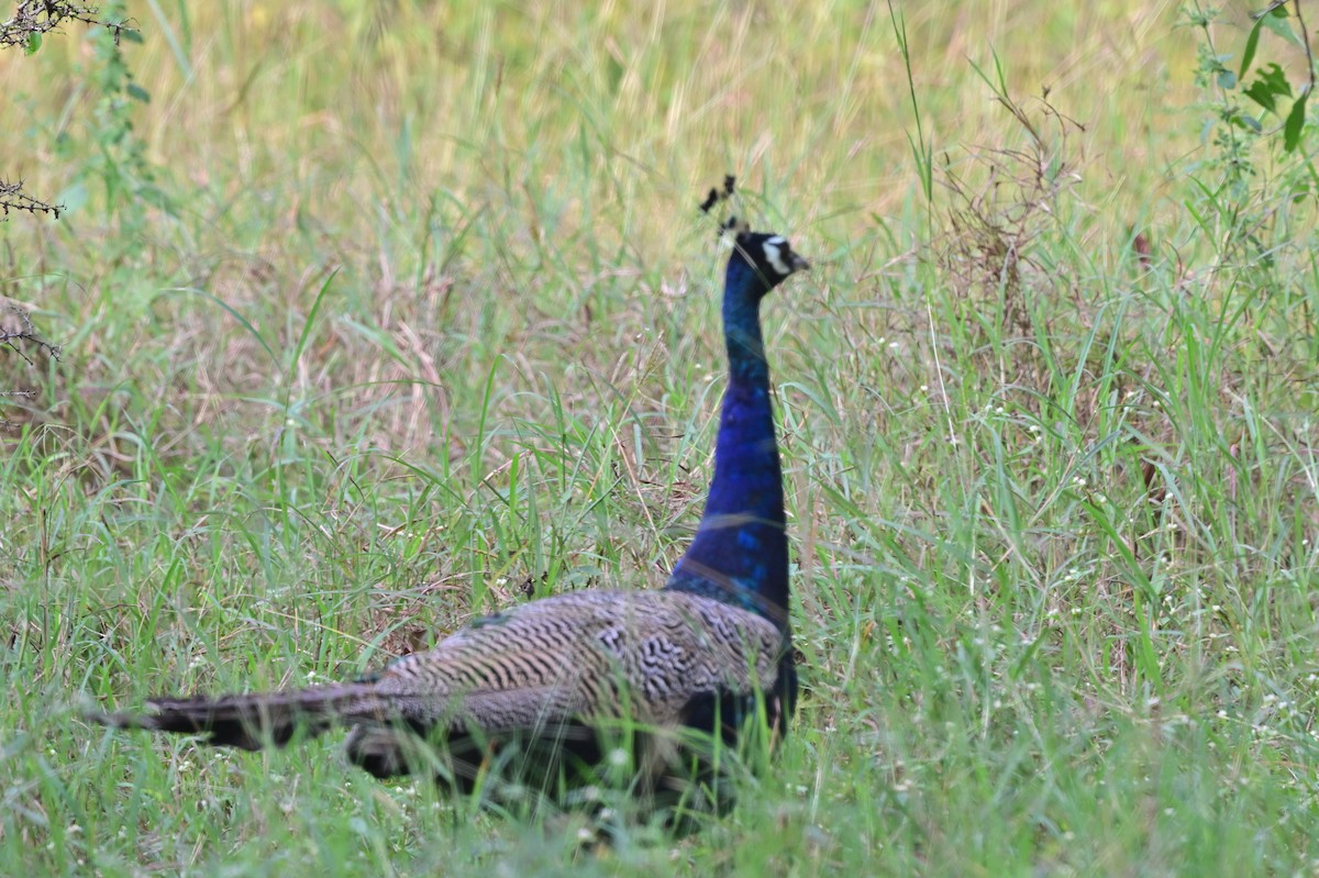 Indian Peafowl - ML640139560