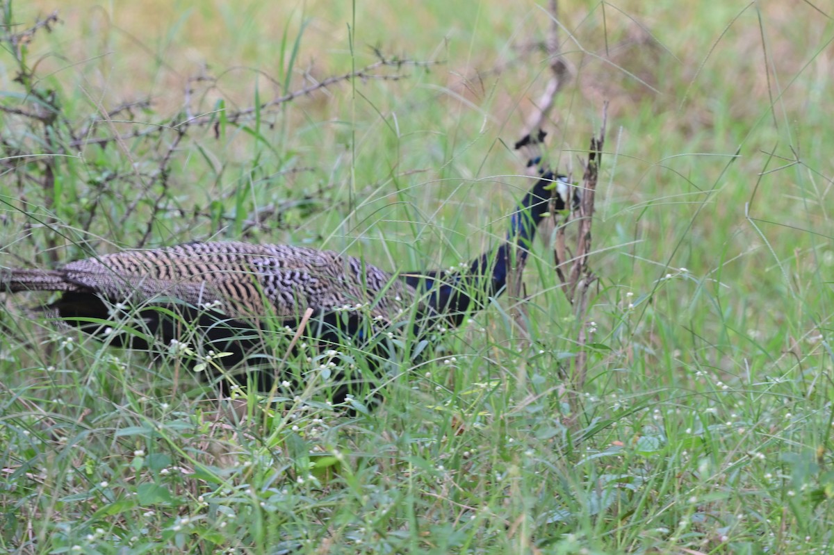 Indian Peafowl - ML640139563