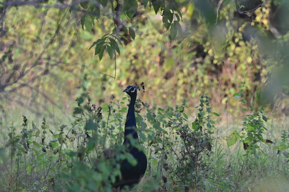 Indian Peafowl - ML640139565