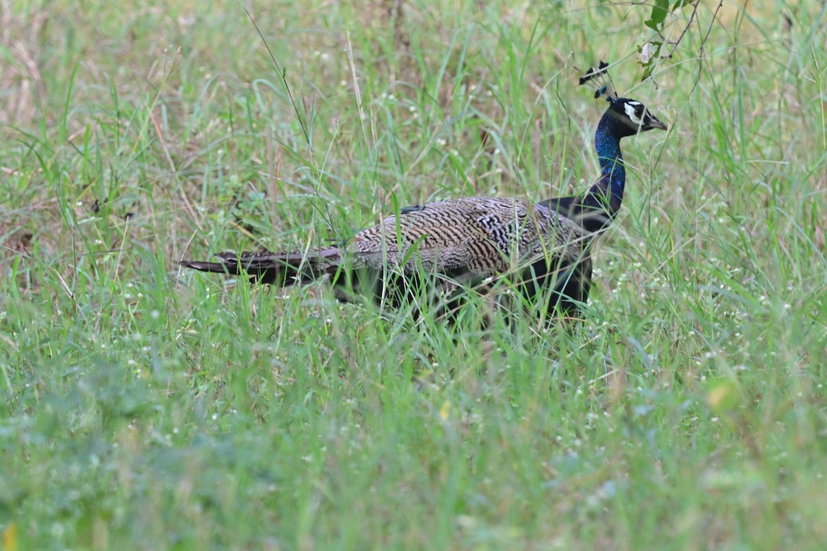 Indian Peafowl - ML640139566