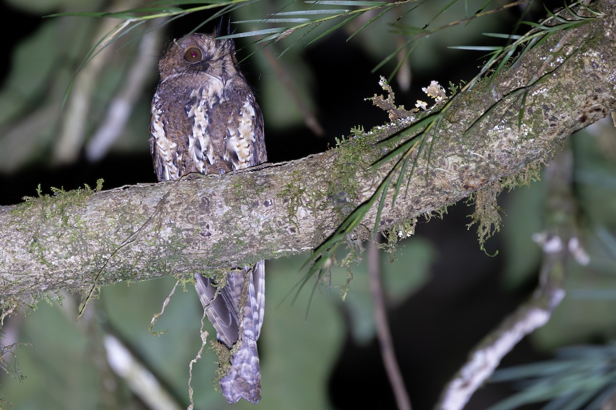 オオズクヨタカ - ML640139581