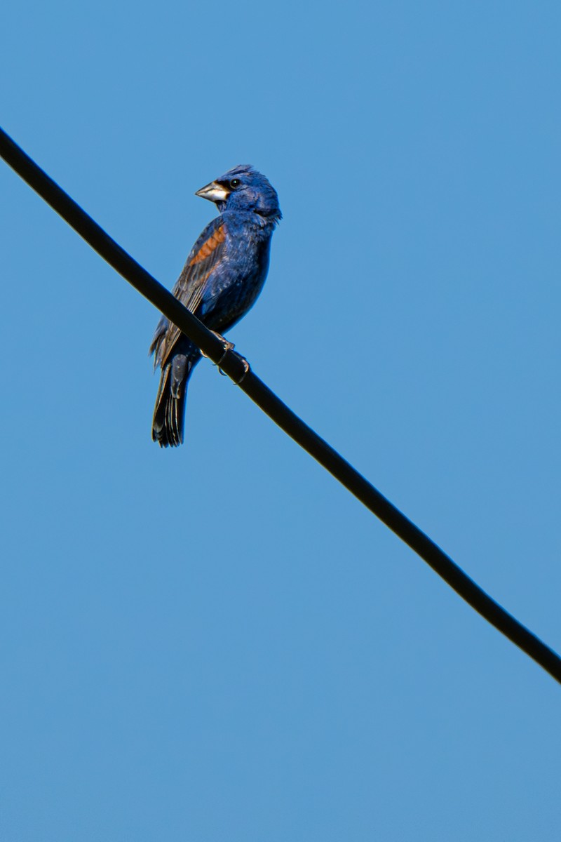 Blue Grosbeak - ML640139593