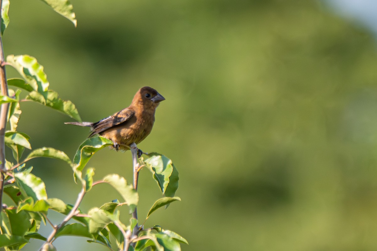 Blue Grosbeak - ML640139594