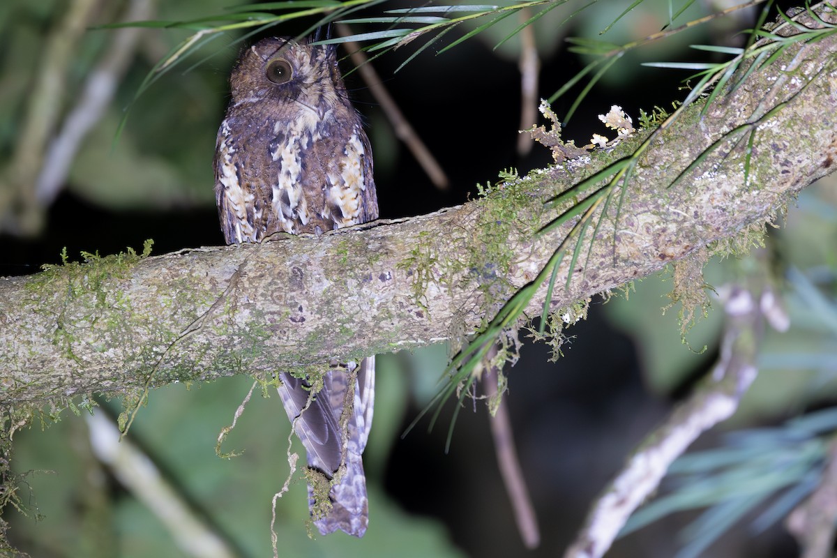 オオズクヨタカ - ML640139614