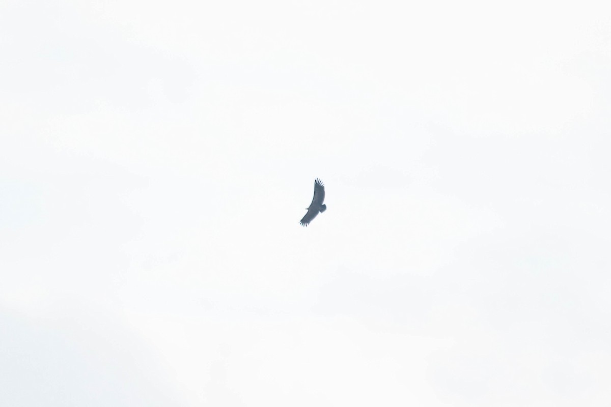 White-rumped Vulture - ML640139625