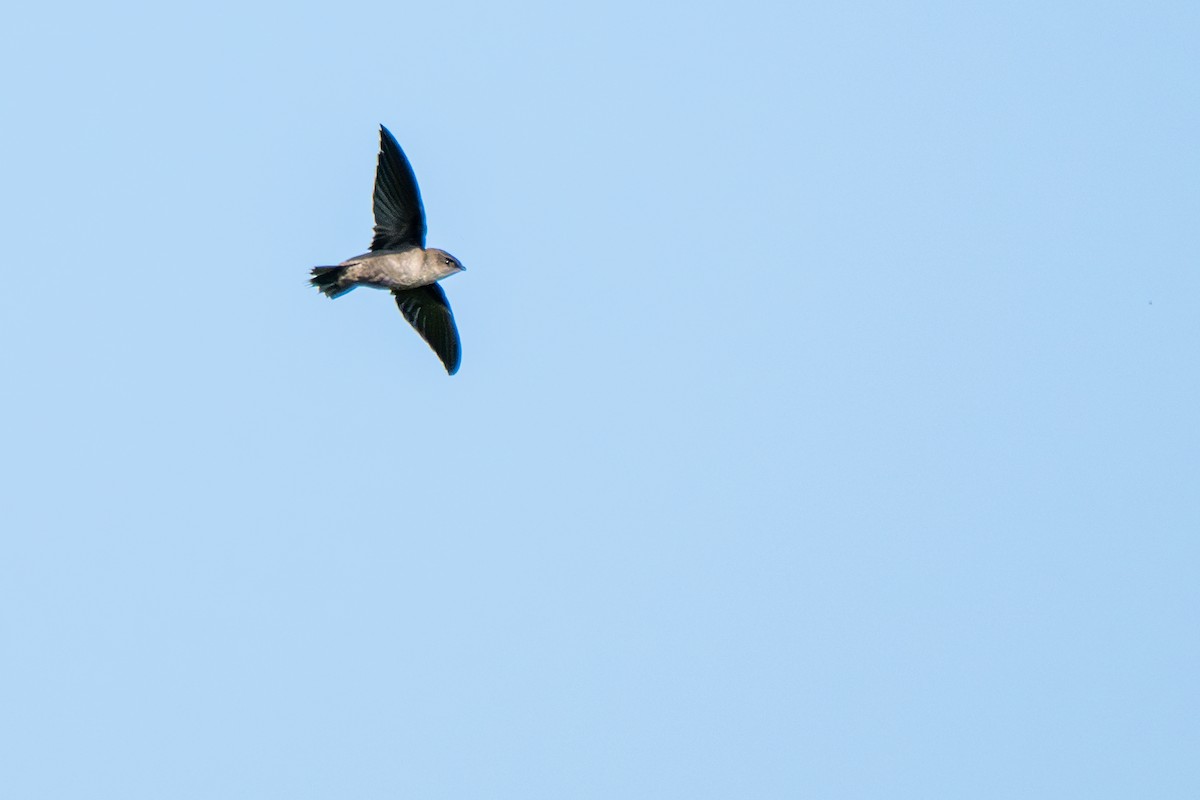 Chimney Swift - ML640139627