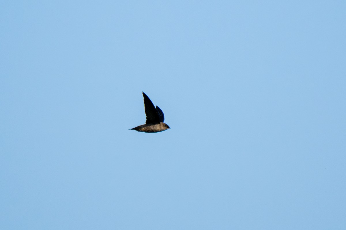 Chimney Swift - ML640139628