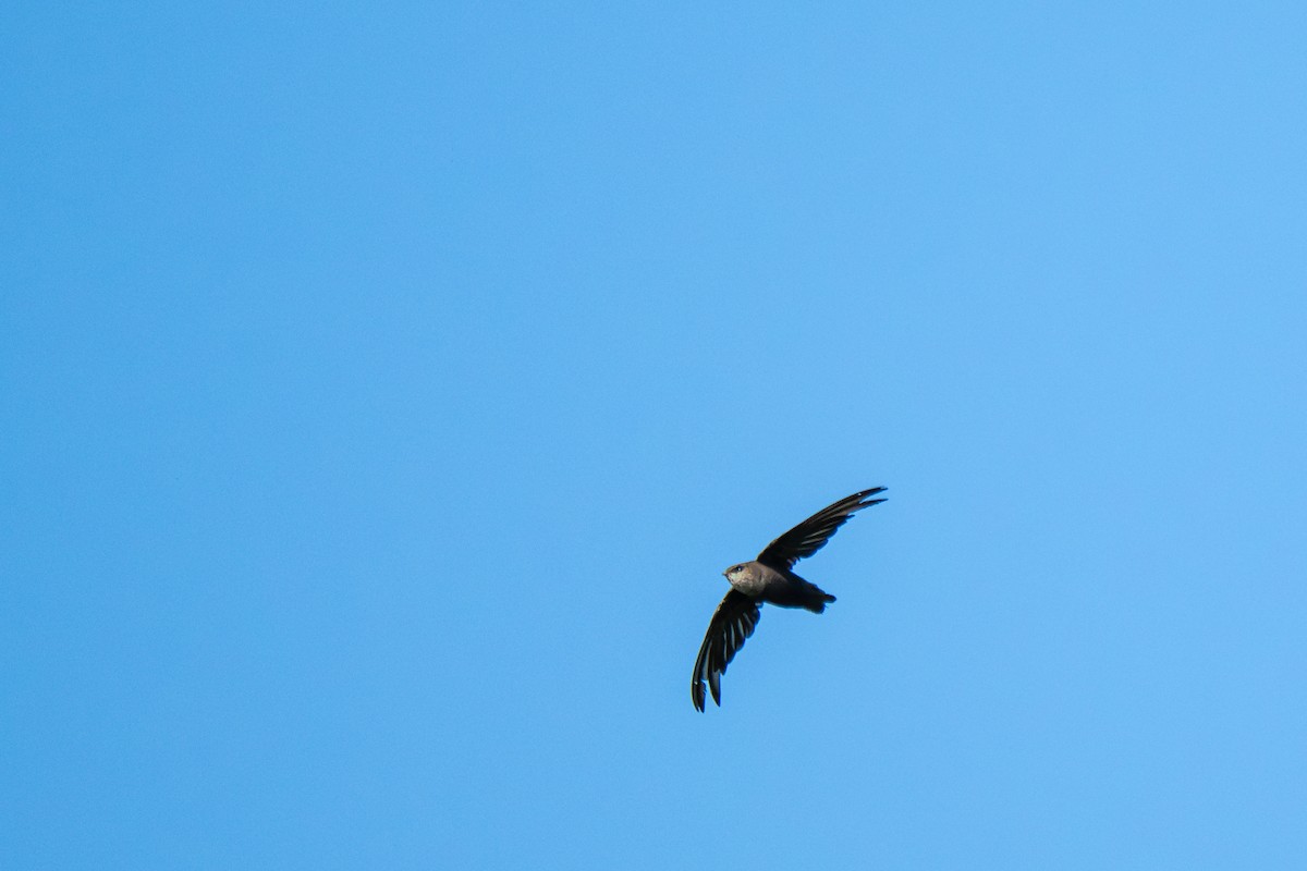 Chimney Swift - ML640139629