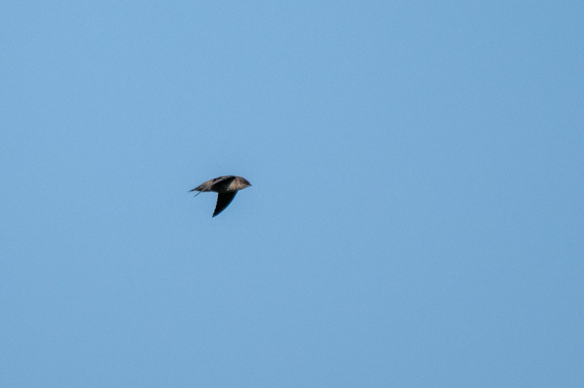 Chimney Swift - ML640139630