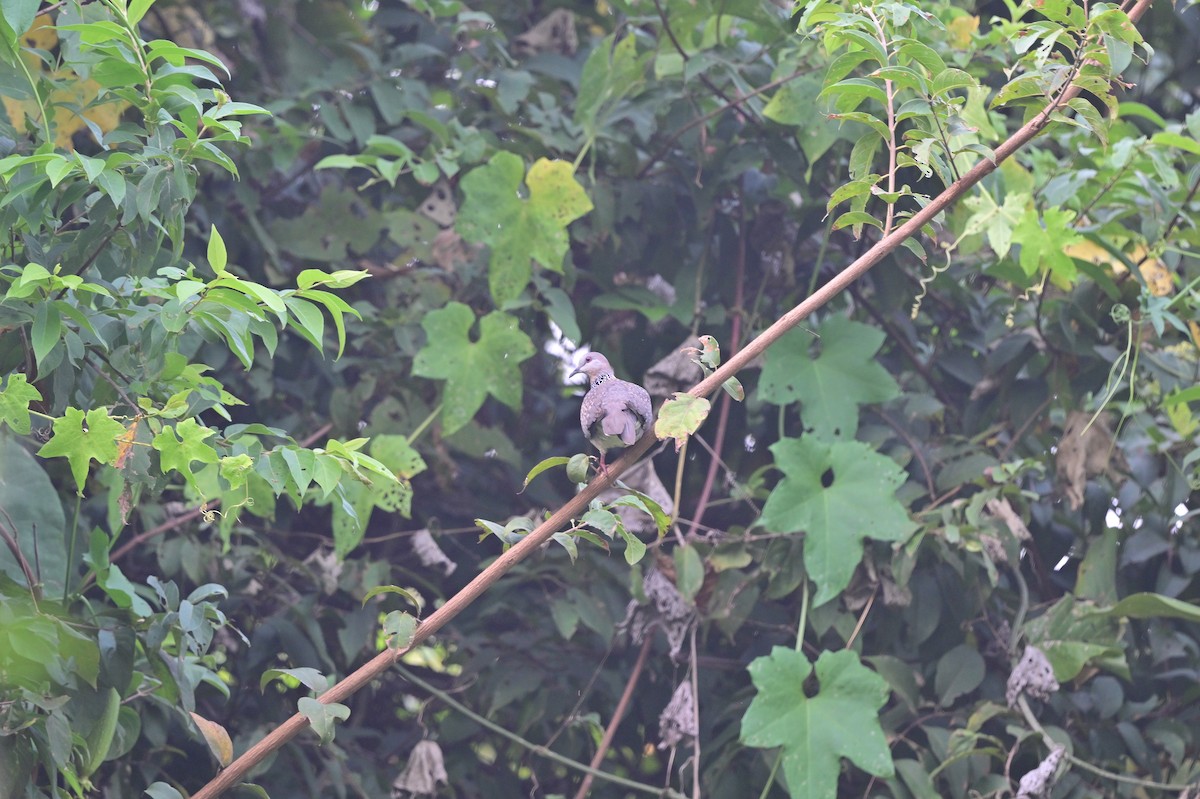 Spotted Dove - ML640139655