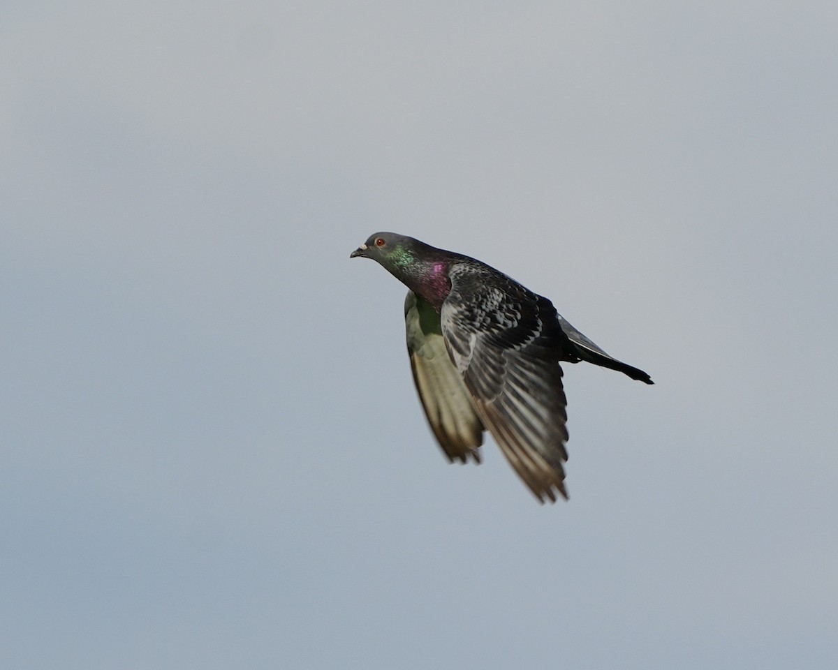 Rock Pigeon (Feral Pigeon) - ML640139666