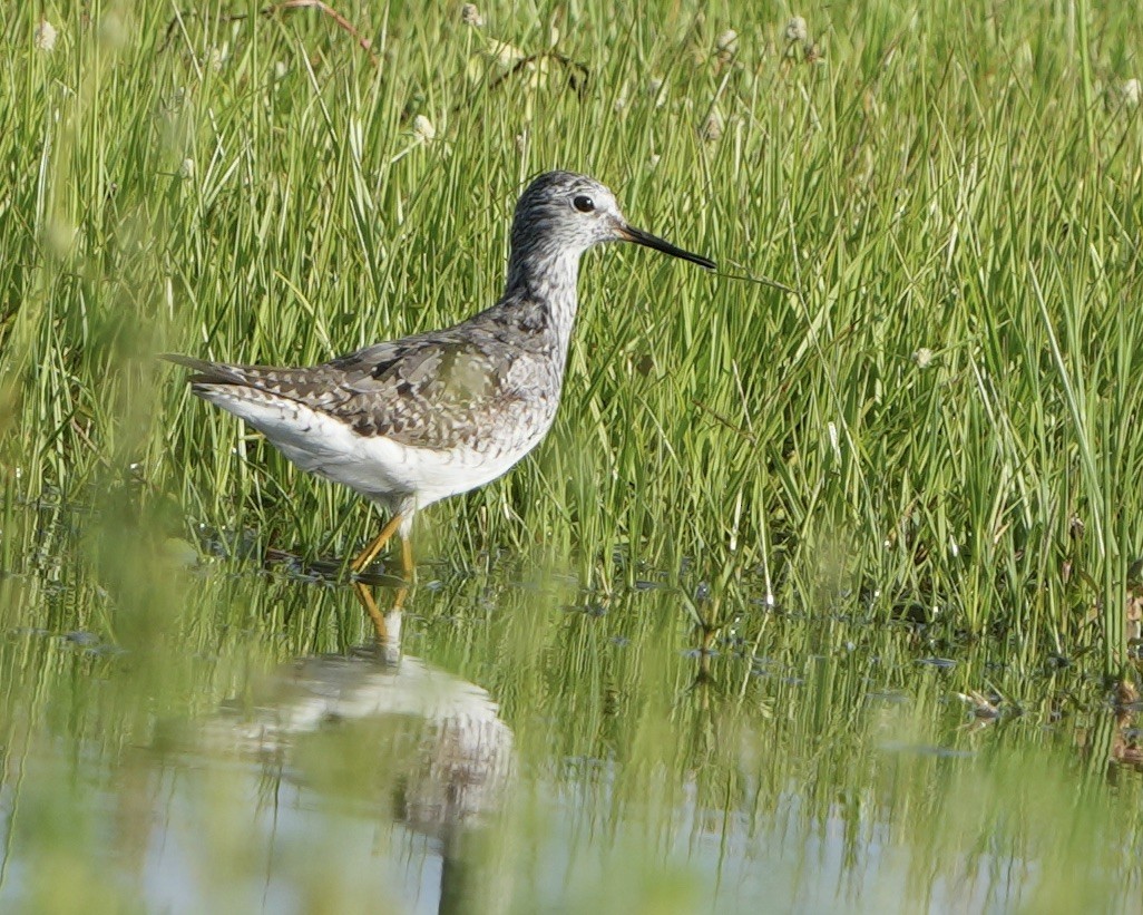 Lesser Yellowlegs - ML640139673