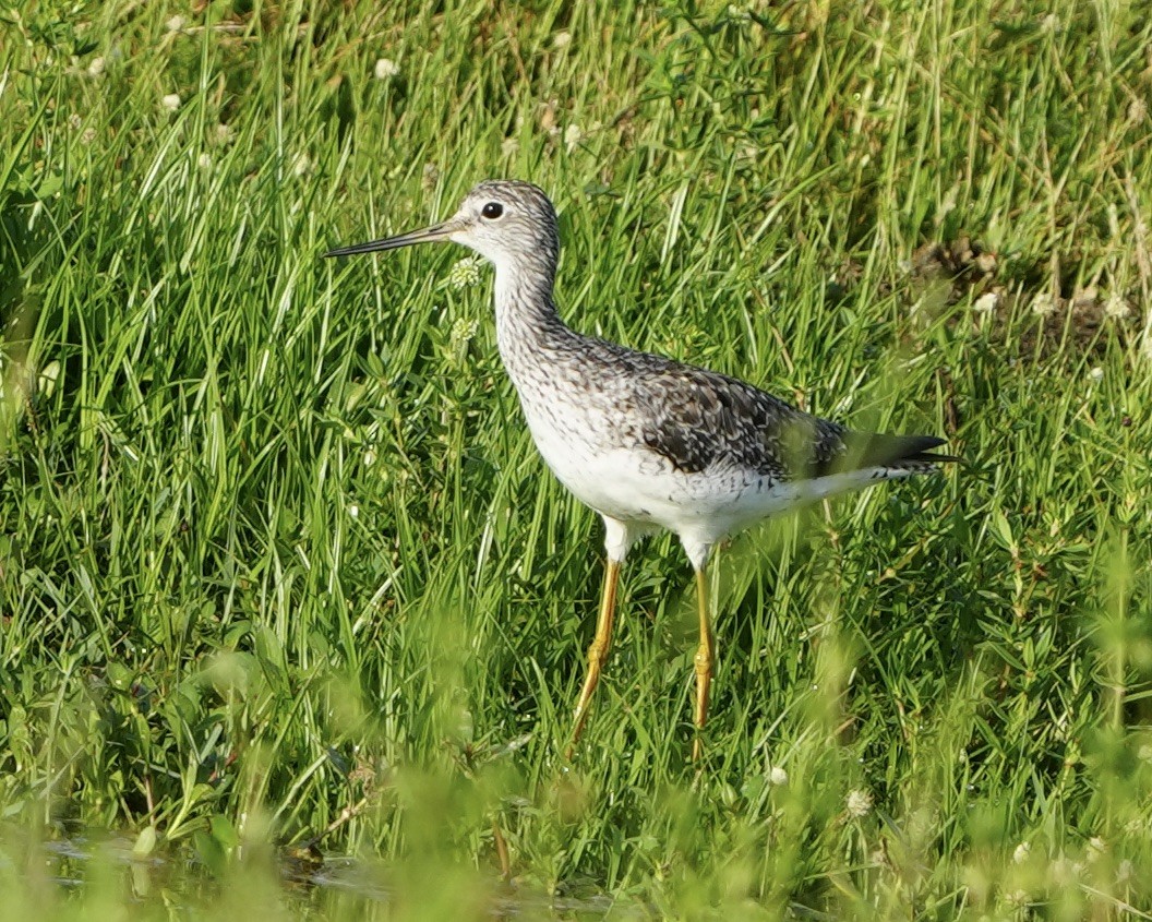 Greater Yellowlegs - ML640139677