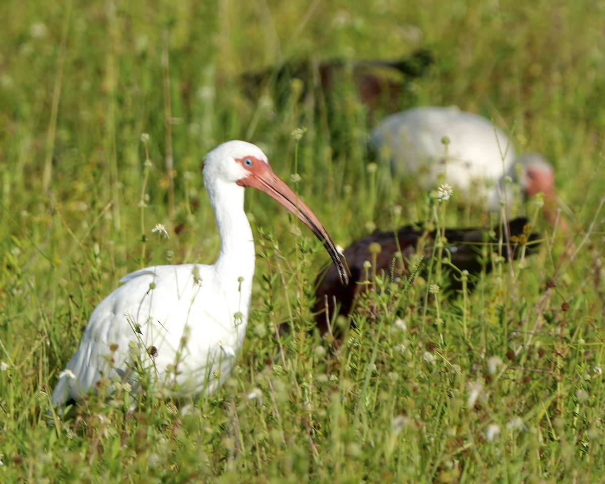 White Ibis - ML640139680