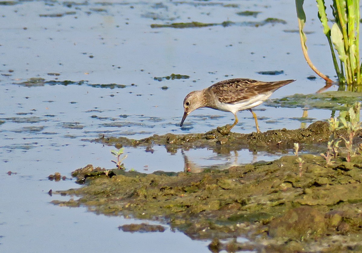 Temminck's Stint - Juan Pérez