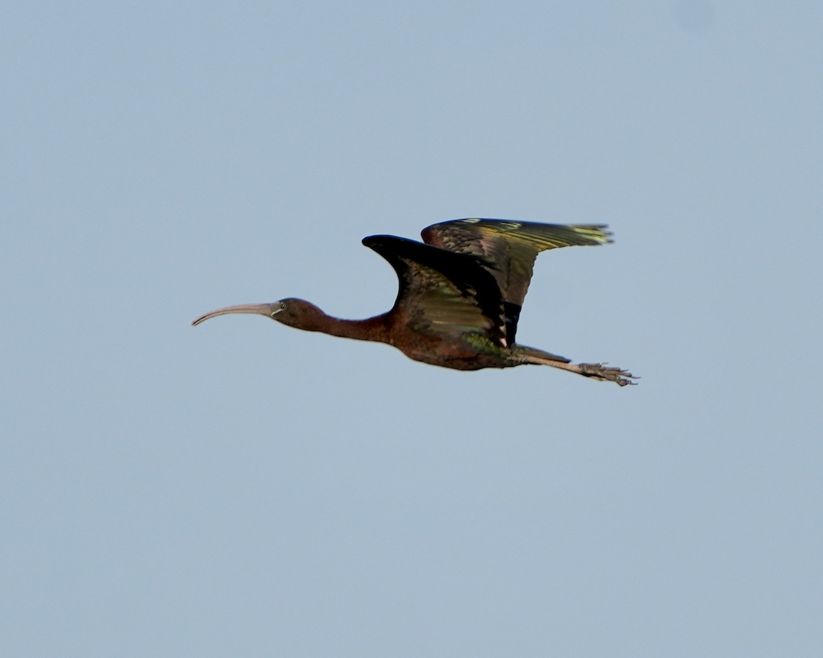 Glossy Ibis - ML640139690
