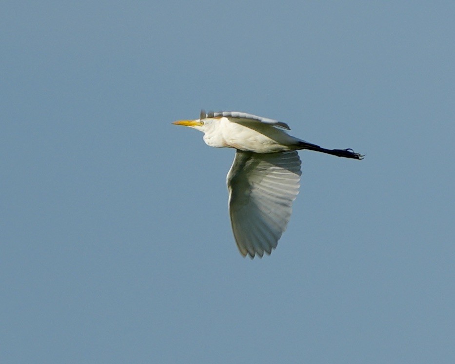 Western Cattle-Egret - ML640139693