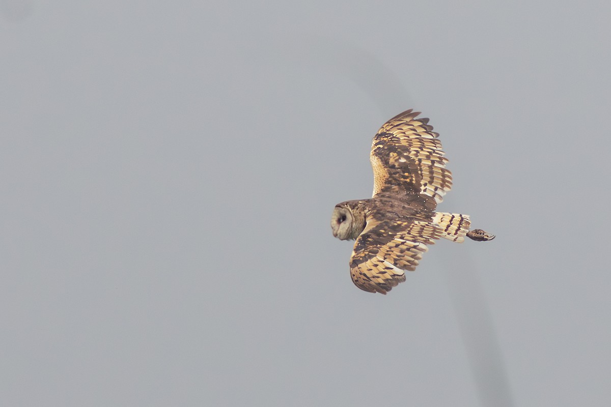 Australasian Grass-Owl - ML640139694