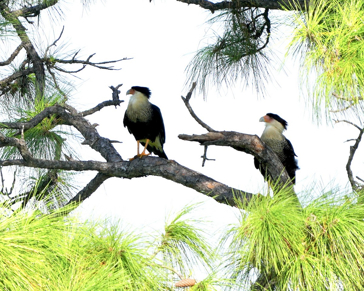 Crested Caracara - ML640139699
