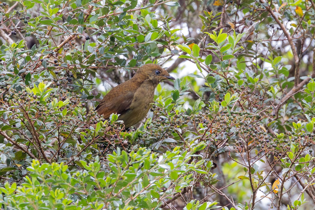 Ave del Paraíso Crestada Amarilla (sanguineus) - ML640139702