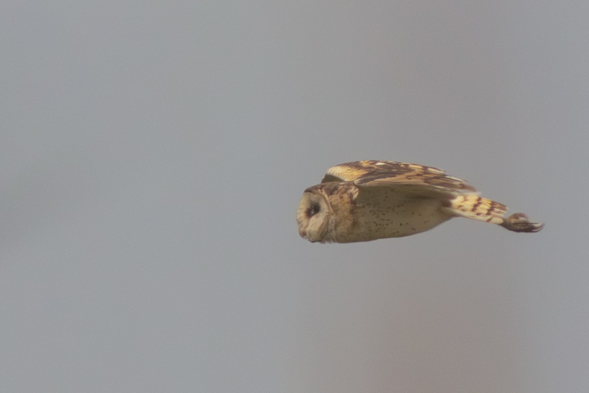 Australasian Grass-Owl - ML640139705