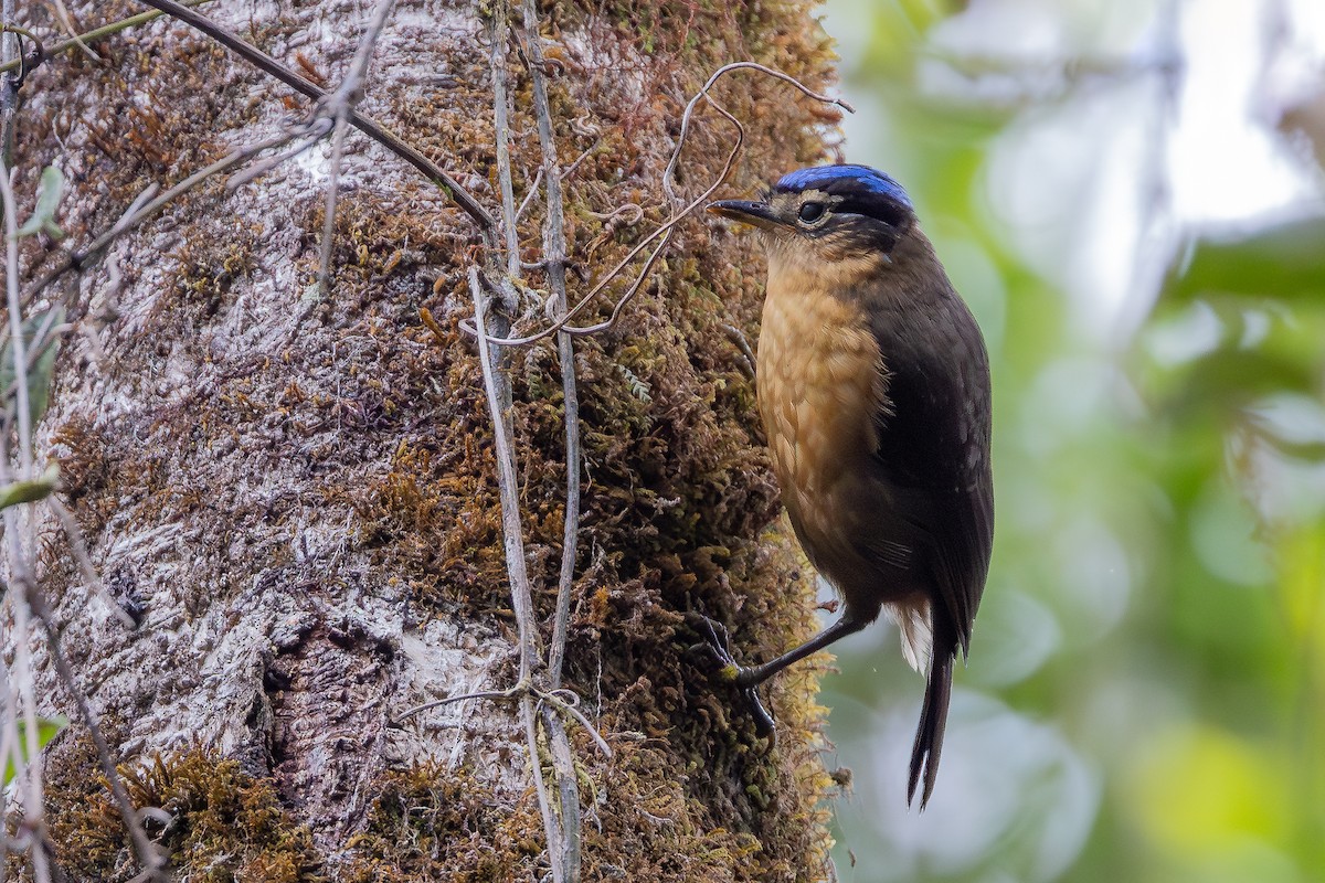 Blue-capped Ifrita - ML640139720