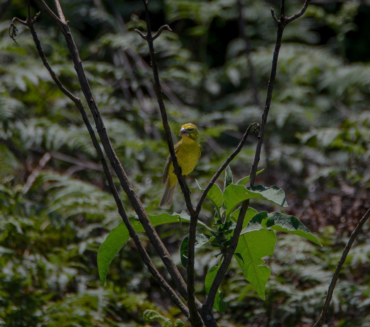 Serin soufré - ML640139734