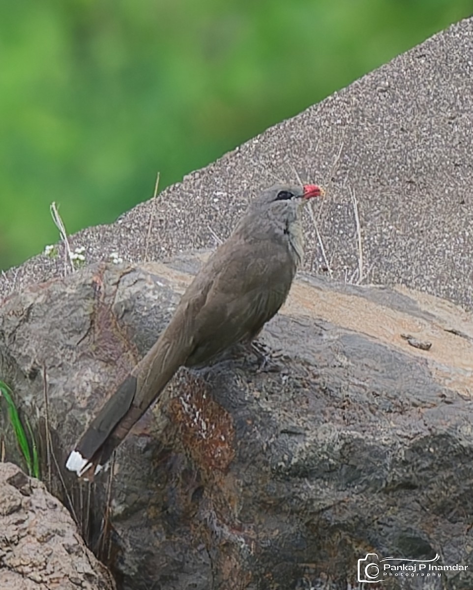 sirkirmalkoha - ML640139793