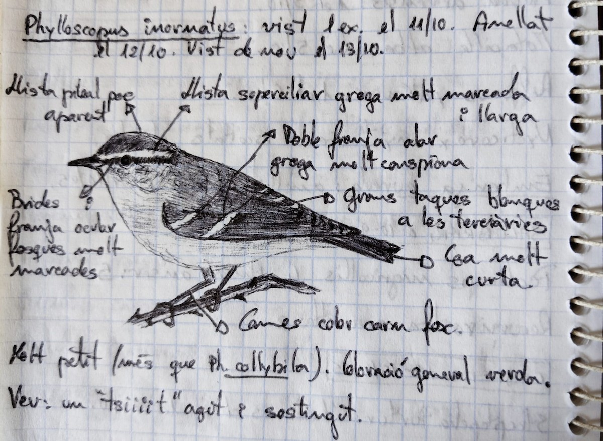 Yellow-browed Warbler - ML640139876