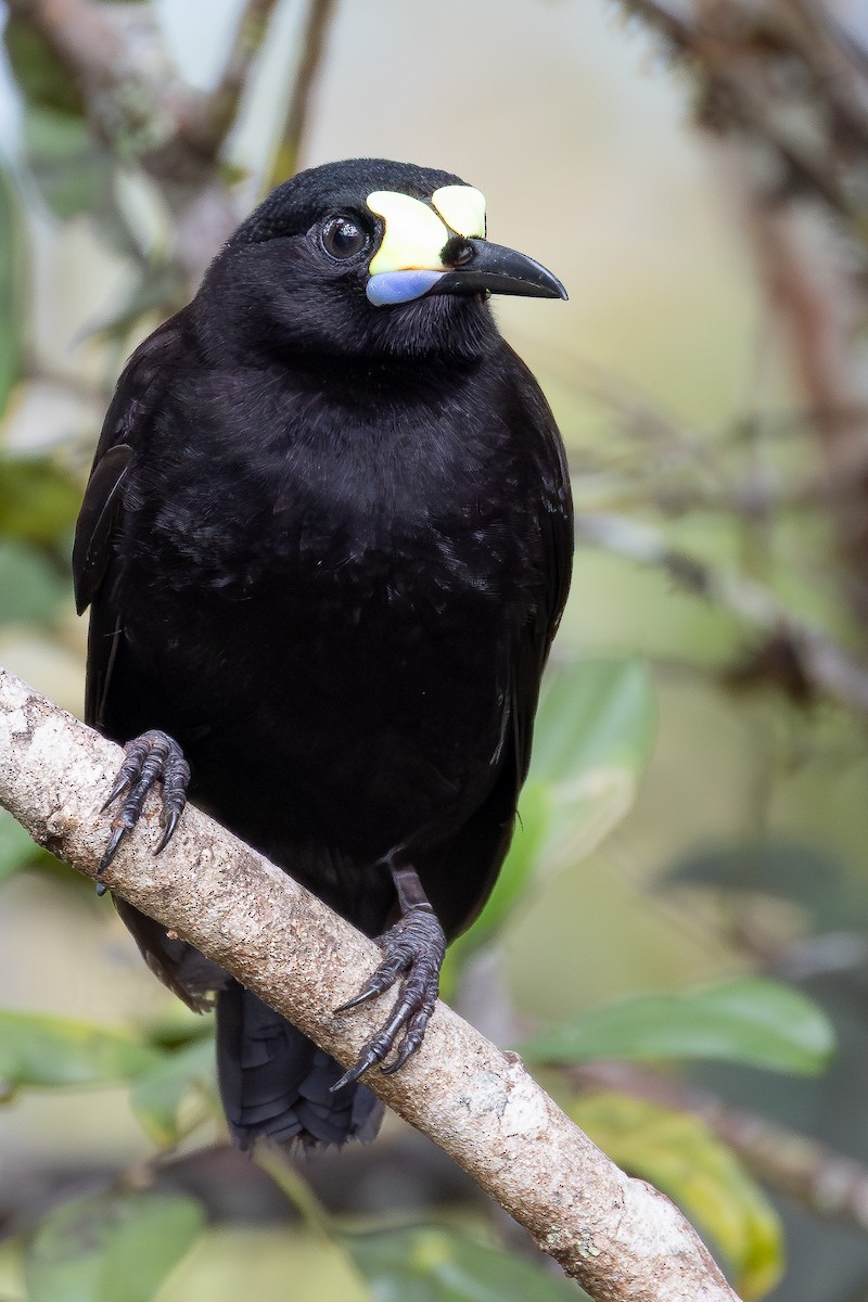 Short-tailed Paradigalla - ML640139879