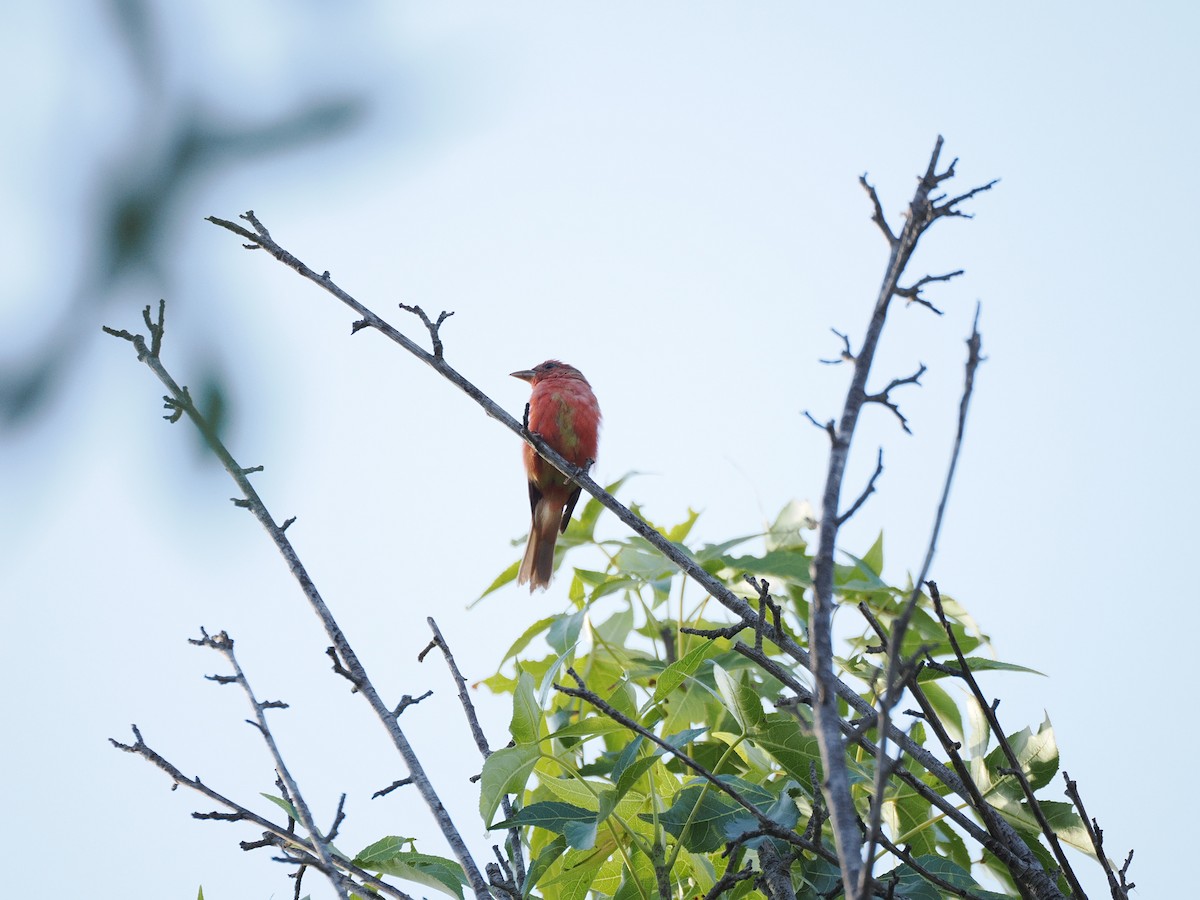 piranga ohnivá - ML640139886