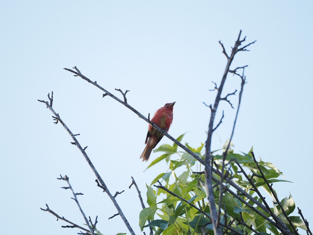 piranga ohnivá - ML640139887