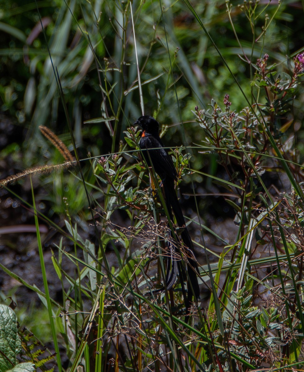 Red-collared Widowbird - ML640139893