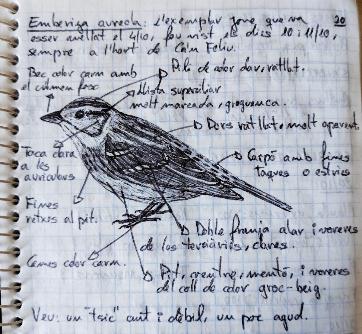 Yellow-breasted Bunting - ML640139949